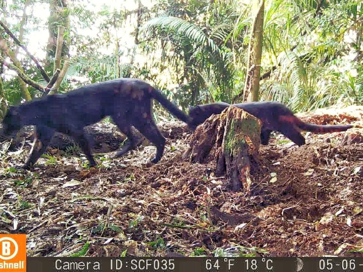 Penemuan Langka: Induk Macan Kumbang Bawa Anak Corak Hitam dan Tutul