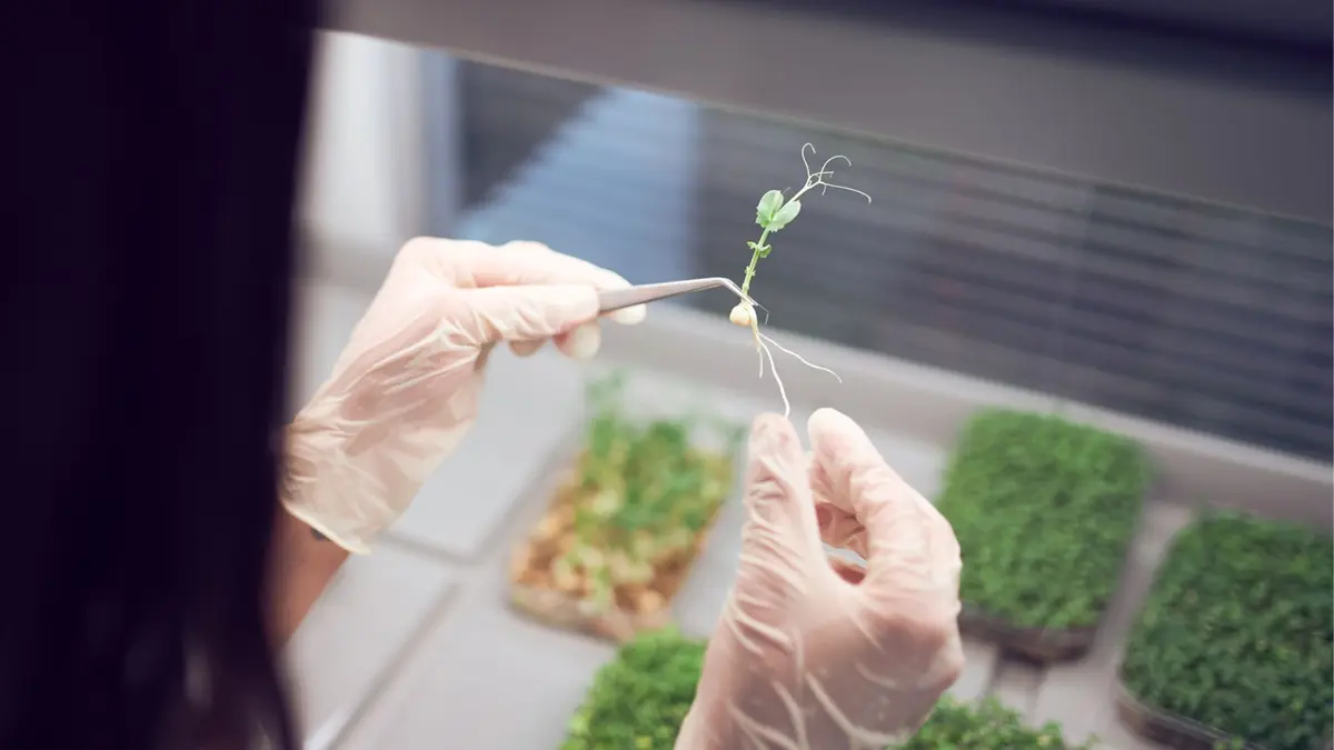 Alat Buatan Tenaga Surya Bersihkan Tanah Radioaktif 95% dalam 20 Hari