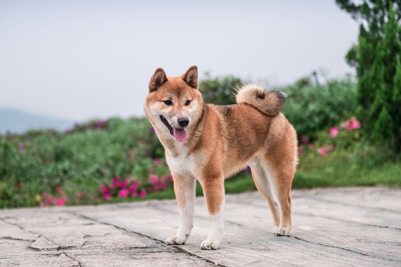 ETF Dogecoin Pertama Hadir, Tapi Ini Bukan Investasi Langsung