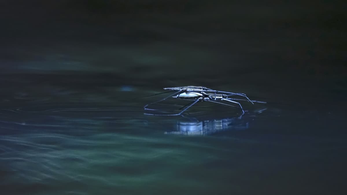 Inovasi HydroSpread: Robot Mini yang Langsung Dibuat di Atas Air untuk Pemantauan Lingkungan