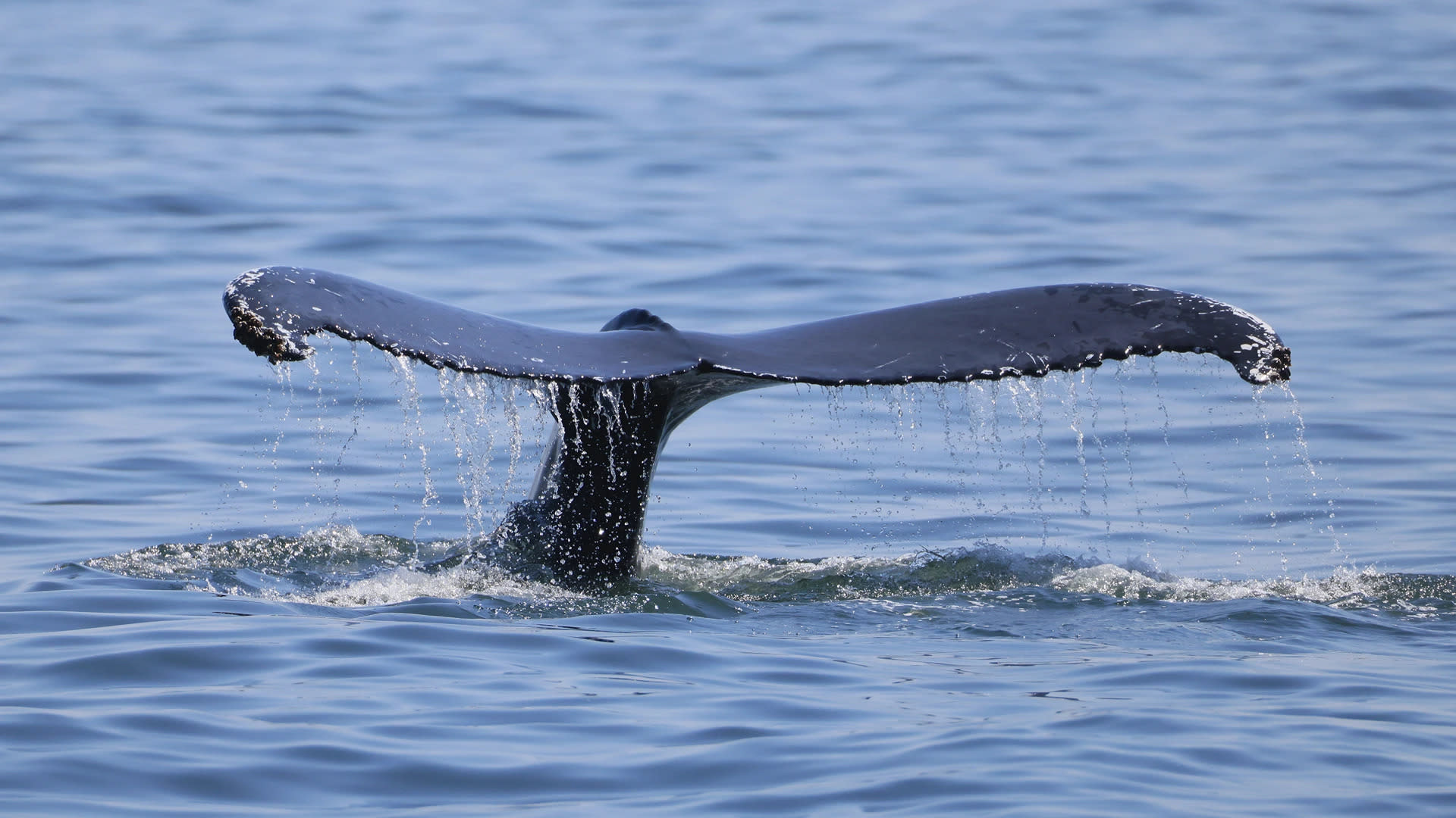 Kraken Kumpulkan 500 Juta dan Whale Beli 1,6 Miliar ETH, IPO 2026 Menanti