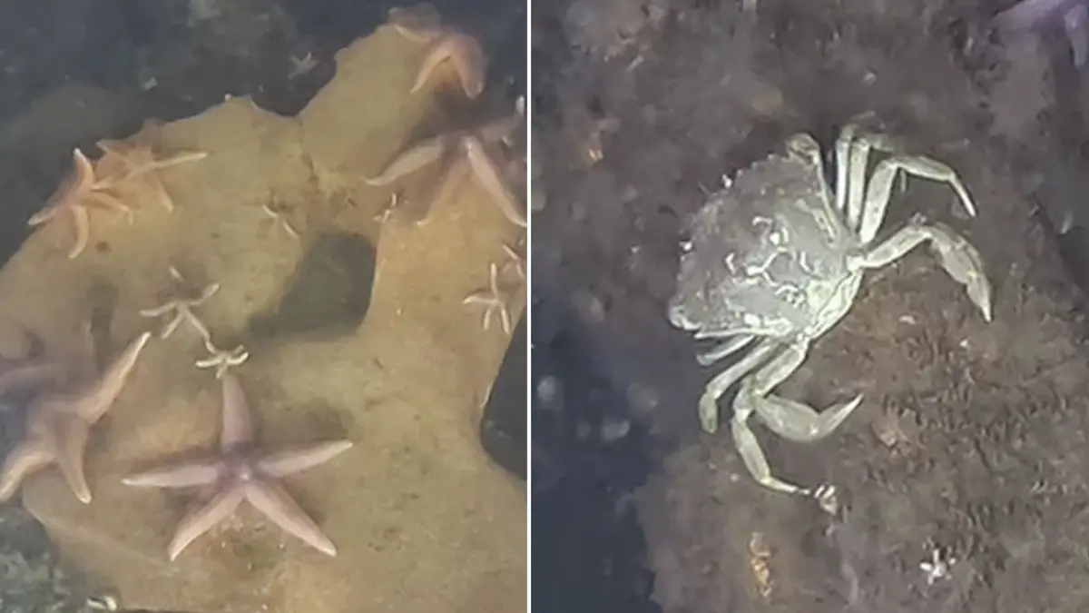 Senjata Perang Dunia Jadi Rumah Tak Terduga bagi Kehidupan Laut di Laut Baltik