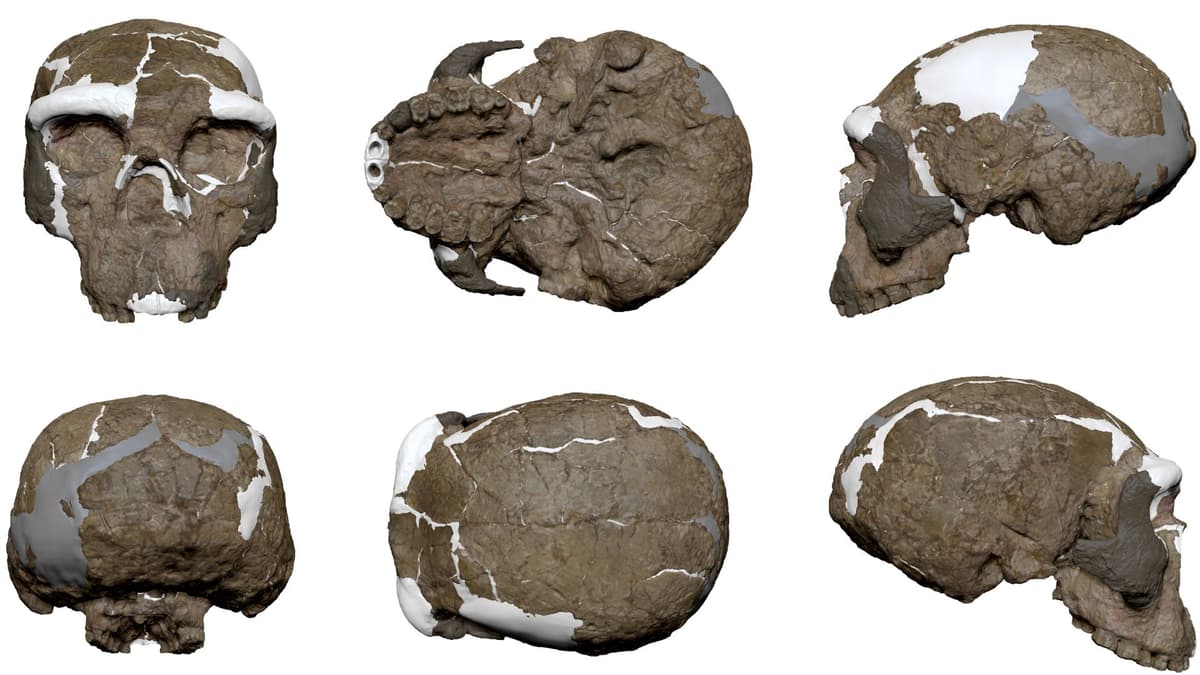 Penemuan Tengkorak Yunxian 2 Ungkap Evolusi Manusia Lebih Kompleks