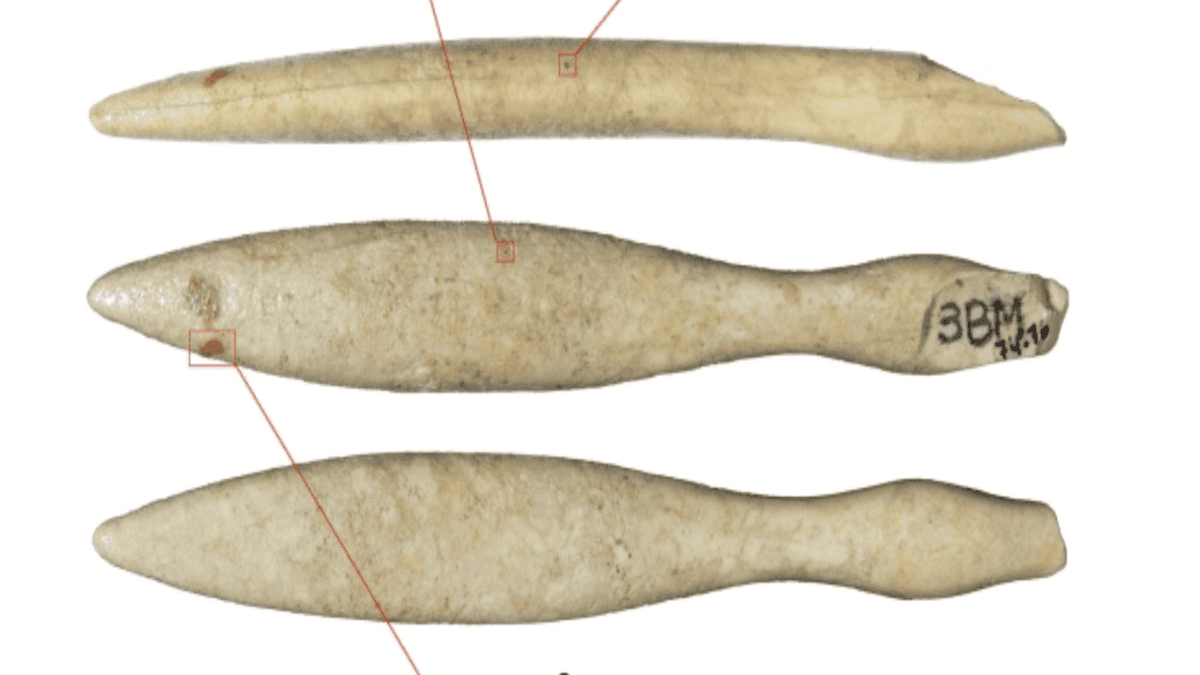 Penemuan Gading Kuda Nil Terlama di Iberia Ungkap Jaringan Perdagangan Prasejarah