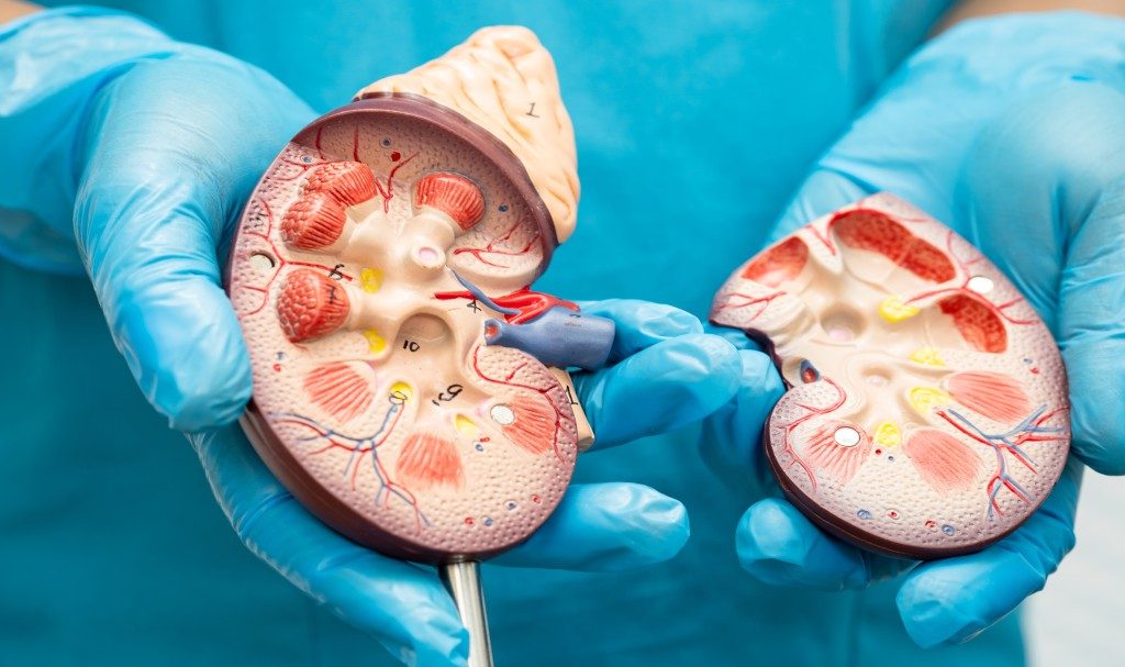 Terobosan Baru: Membuat Ureter Fungsional dari Sel Punca untuk Ginjal Buatan