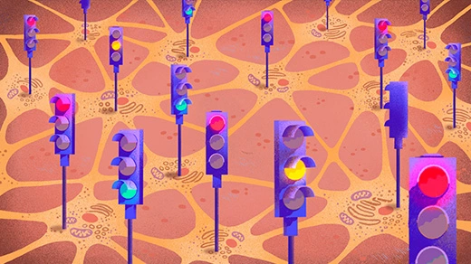 Rahasia Keseimbangan Otak: Peran Penting Neuron Eksitatori dan Inhibitor