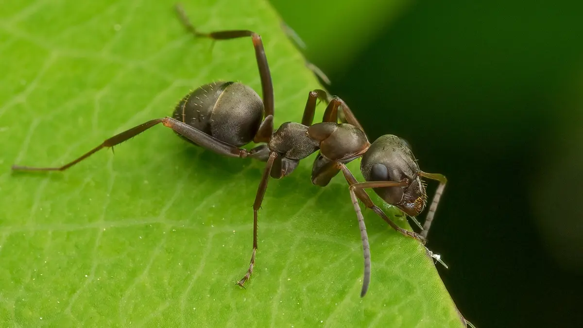 Robot Lunak Canggih yang Bisa Berjalan di Darat dan Air Sekaligus
