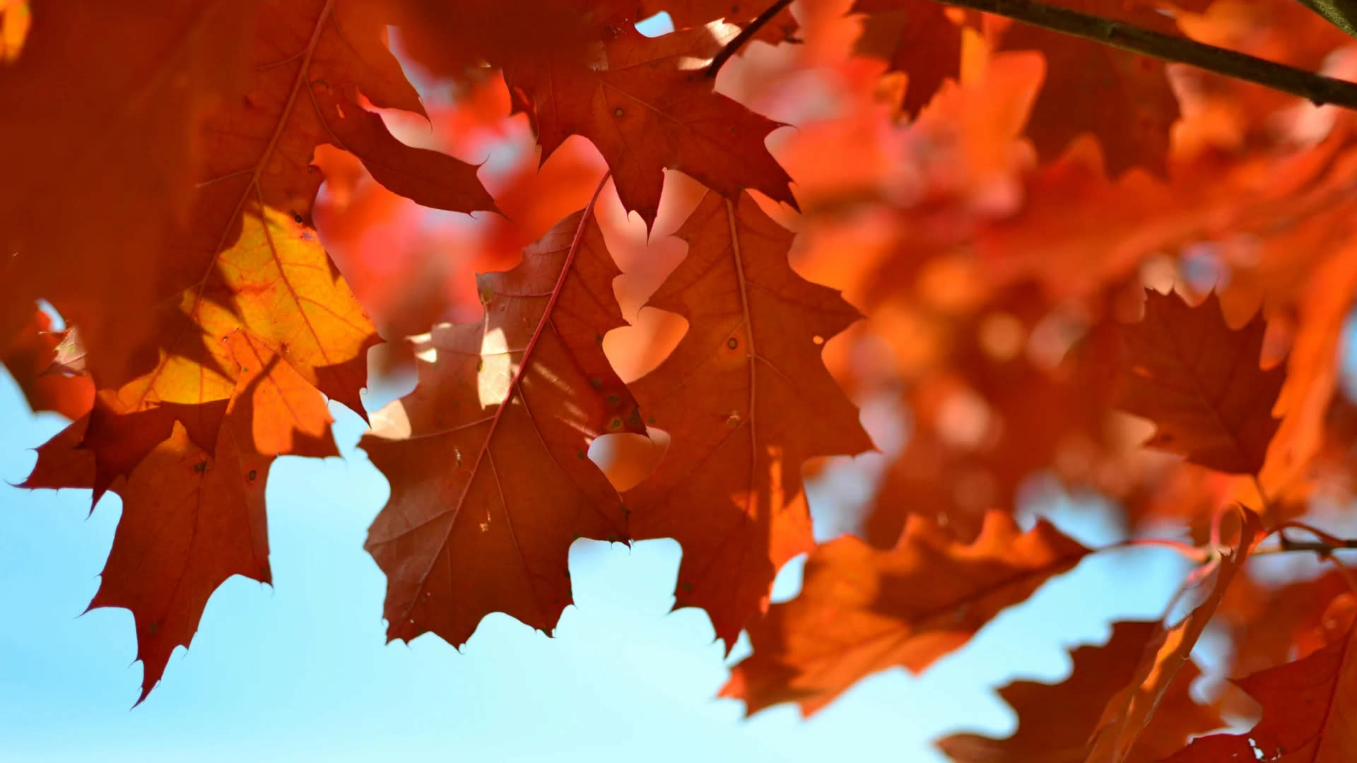 Apakah Bitcoin Akan Menembus Rekor Harga Baru di Oktober Ini?