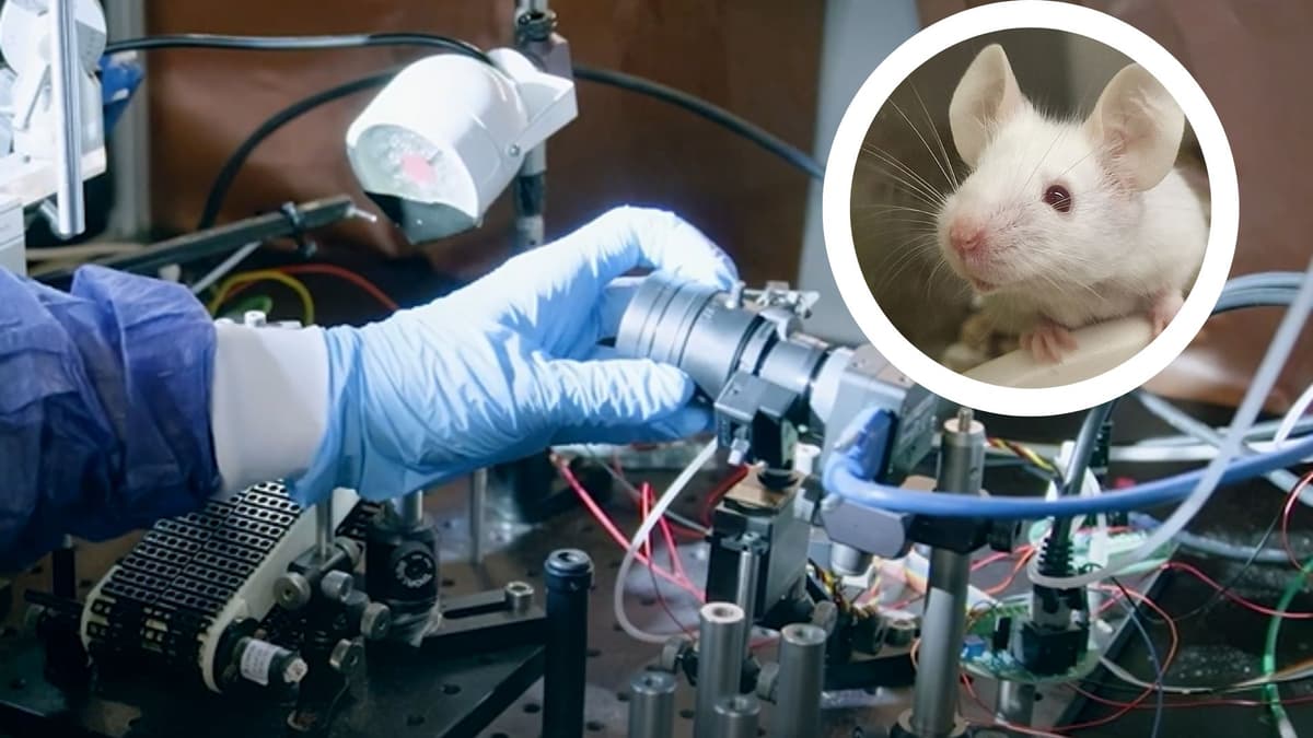 Membaca Pikiran Tikus Lewat Gerakan Wajah: Terobosan Penelitian Otak Non-Invasif