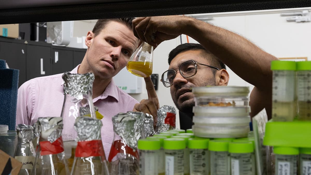 Jamur Biasa Bisa Jadi Terobosan Baru untuk Pengobatan dan Perangkat Medis