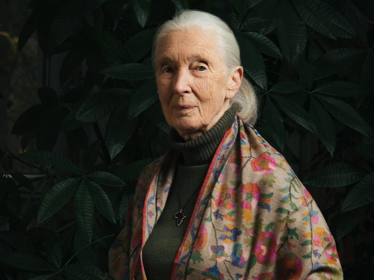 Warisan Jane Goodall: Penemu Simpanse Pengguna Alat dan Pelopor Konservasi Dunia