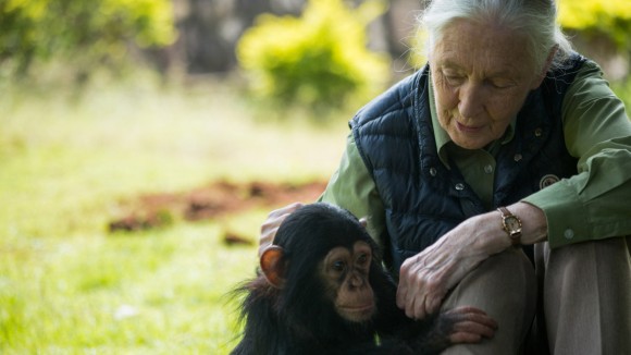 Warisan Jane Goodall: Mengubah Cara Dunia Memahami Simpanse dan Ilmu Pengetahuan
