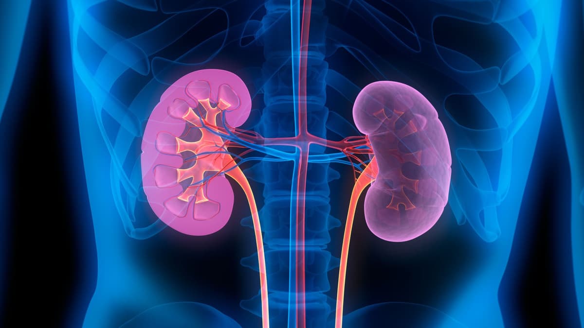 Inovasi Ginjal Universal UBC: Harapan Baru untuk Pasien Transplantasi