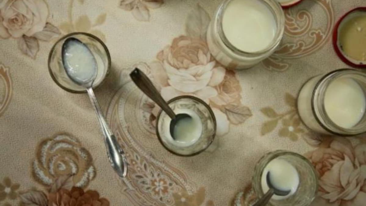 Tradisi Yogurt Semut Merah Hidupkan Kembali Fermentasi Alami yang Unik