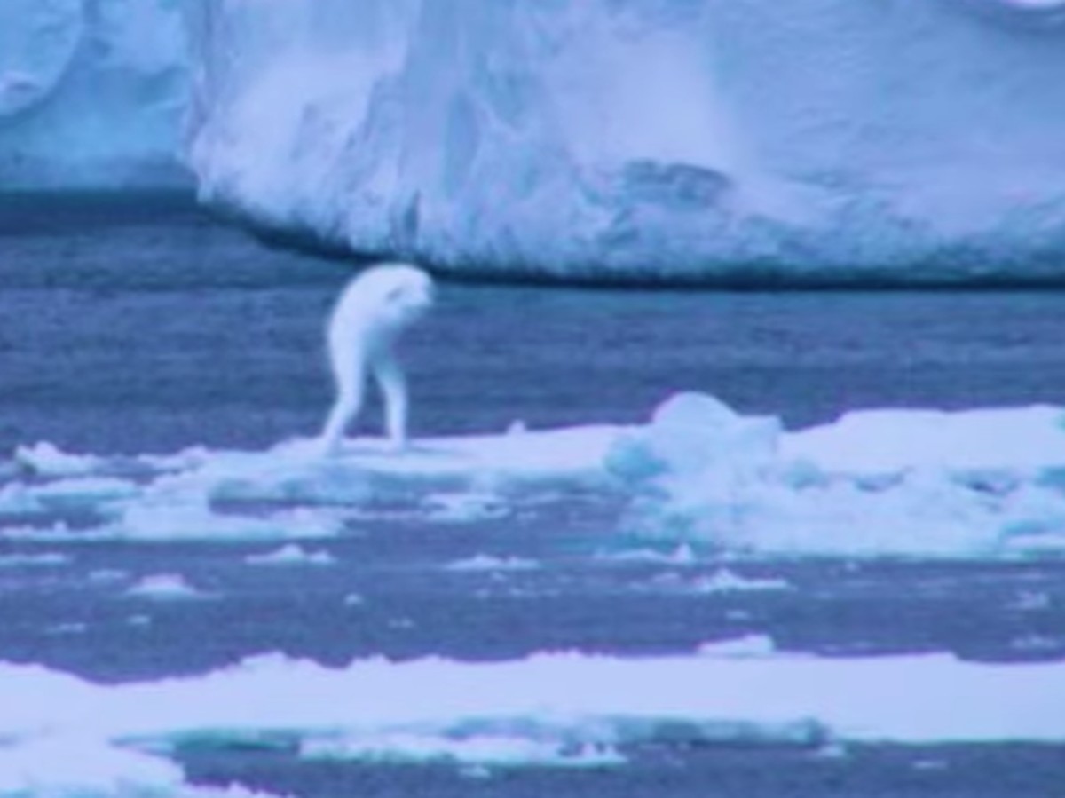 Misteri Ningen: Makhluk Raksasa di Antartika yang Menghebohkan Dunia