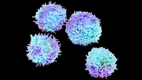 Sel Treg dan Harapan Baru dalam Terapi Penyakit Autoimun dan Transplantasi