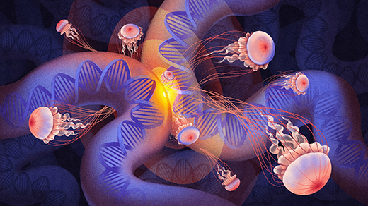 Rahasia DNA Melingkar yang Mengubah Hewan Laut Menjadi Makhluk Kompleks