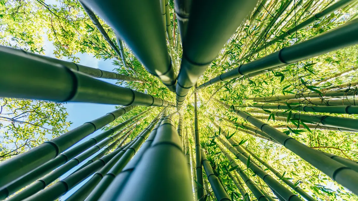 Plastik Bambu Biodegradable Kuat Jadi Solusi Pengganti Plastik Minyak