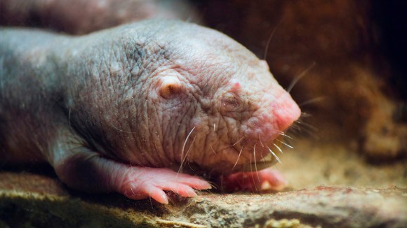 Rahasia Umur Panjang Tikus Telanjang: Enzim cGAS yang Dimutasi Tingkatkan Perbaikan DNA