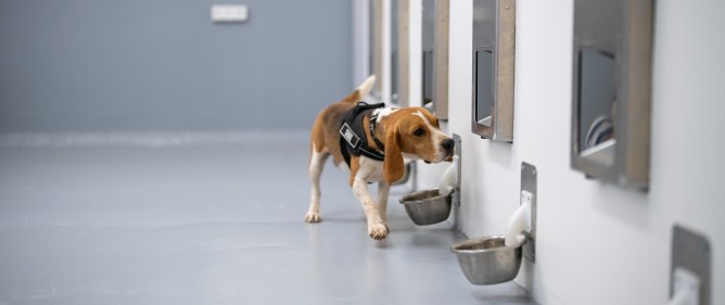 Tes Kanker di Rumah: Anjing dan AI Gabungkan Untuk Deteksi Awal Murah