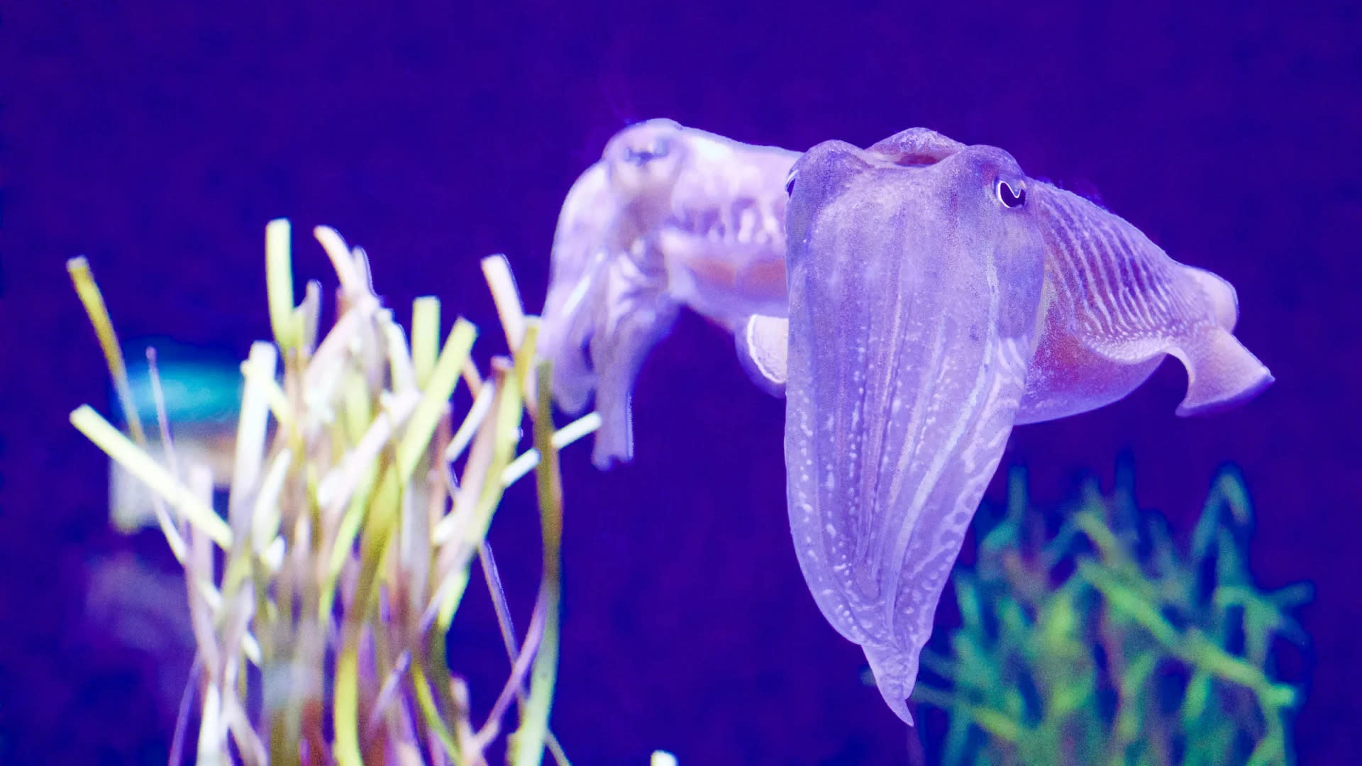 Rezolve AI Perkuat Ekosistem dengan Akuisisi Subsquid dan Smartpay