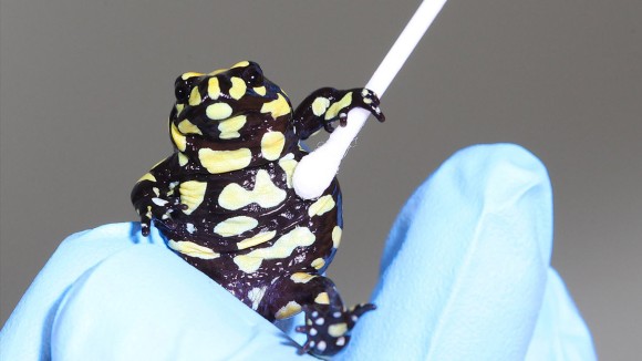 Debat Global soal Penggunaan Organisme Hasil Modifikasi Genetika untuk Konservasi