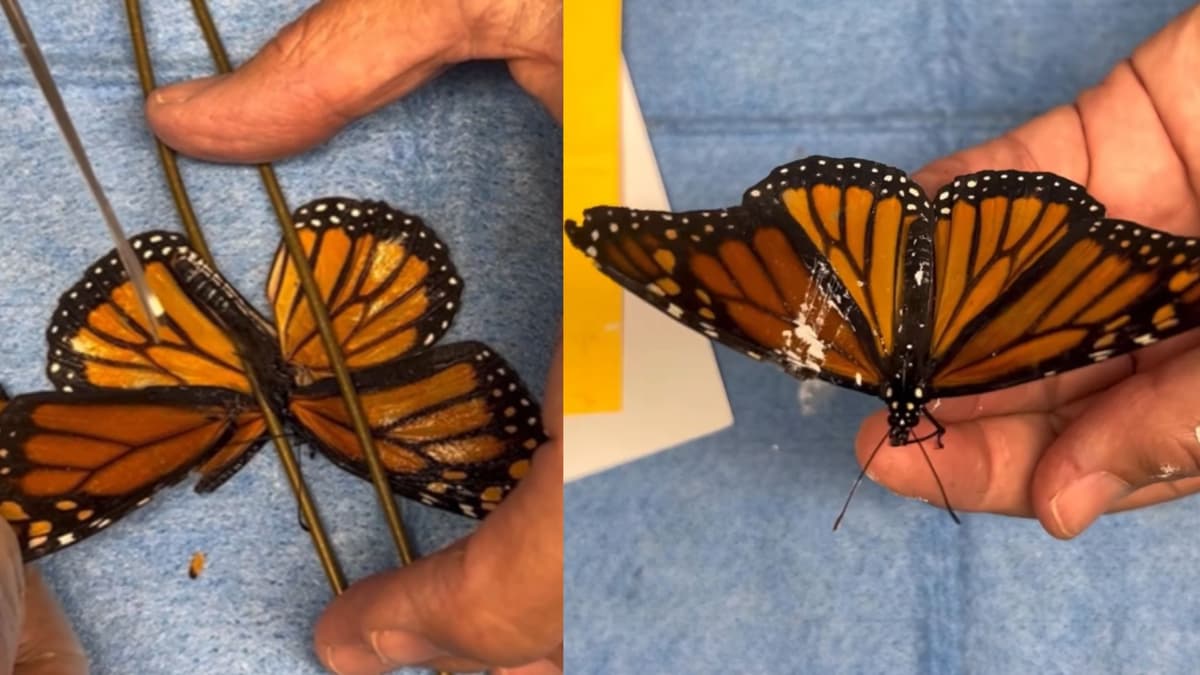 Transplantasi Sayap Pertama Selamatkan Kupu-Kupu Monarch Terancam Punah