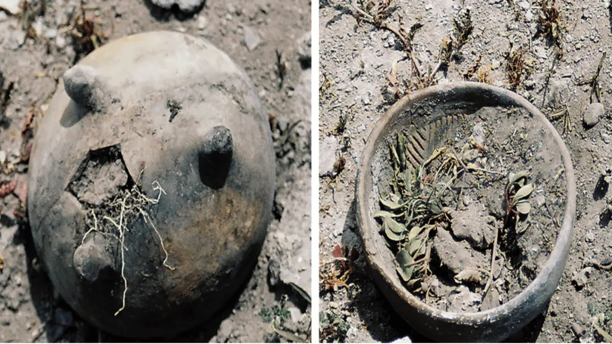 Misteri Gundukan Kalajengking di Meksiko: Kalender dan Ritual Petani Kuno