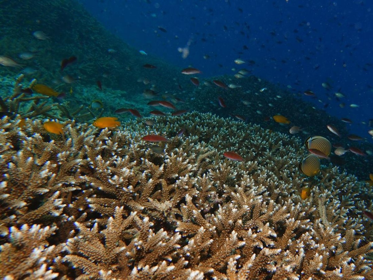 Kerusakan Terumbu Karang Jadi Bukti Kiamat Iklim Telah Tiba