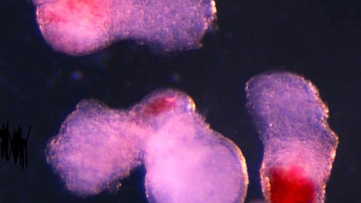 Peneliti Cambridge Kembangkan Cara Baru Buat Sel Darah Manusia di Laboratorium