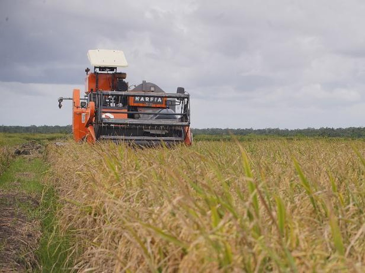 Perubahan Iklim Tingkatkan Risiko Arsenik Berbahaya dalam Beras Pokok Asia