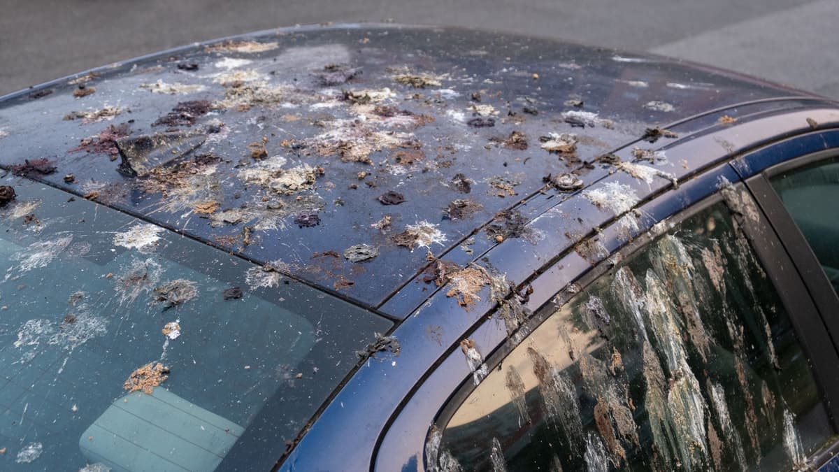 Warna dan Jenis Mobil Favorit Burung Jadi Target Kotoran Terbesar