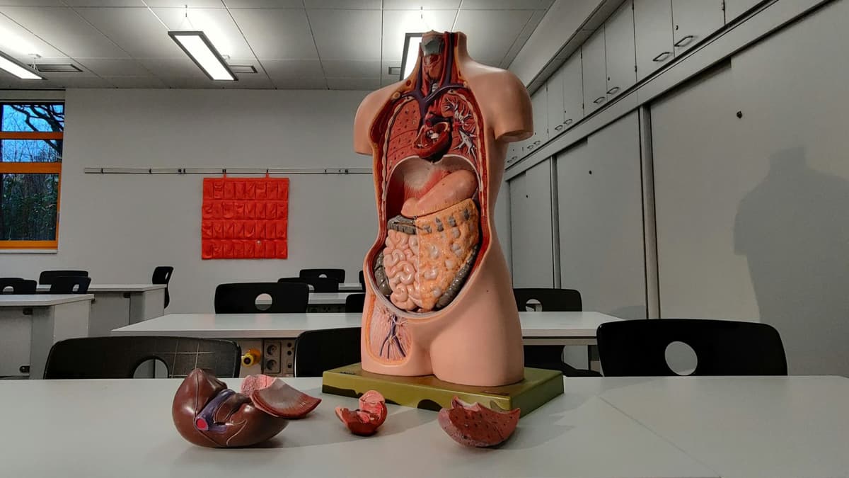 Model 3D Usus Besar Manusia: Terobosan Baru dalam Penelitian Kanker Kolorektal