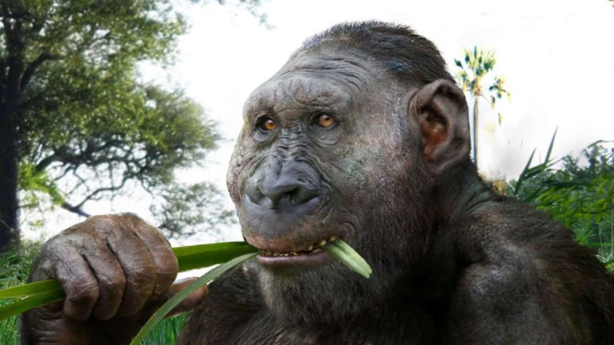 Penemuan Tulang Tangan dan Kaki Paranthropus Boisei Ungkap Kemampuan Alat Batu