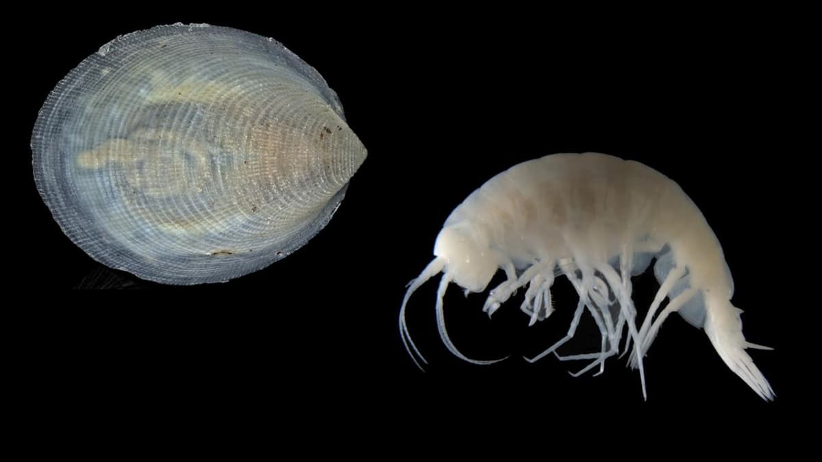 Menemukan Spesies Laut Baru dengan Cepat untuk Lindungi Keanekaragaman Hayati