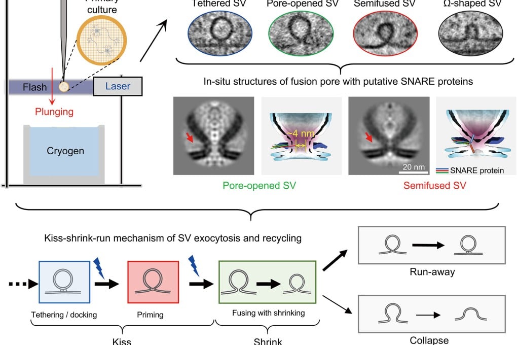 Ilmuwan China Tangkap Proses Millisecond 'Kiss and Run' Otak Pertama di Dunia