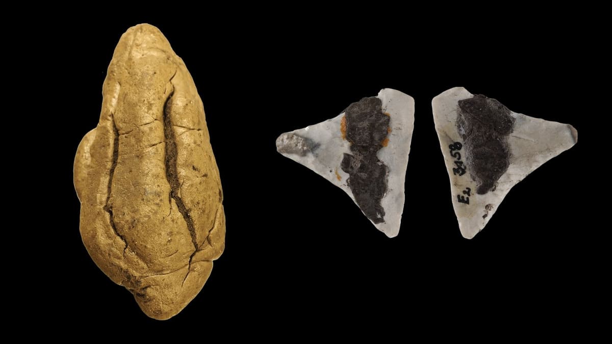 Penelusuran Peran Gender Neolitikum lewat Getah Birch Berusia 6.000 Tahun