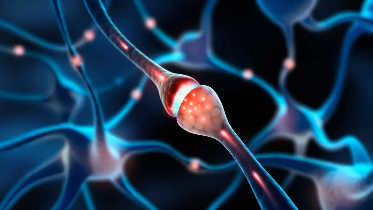 Penemuan Mekanisme 'Kiss-Shrink-Run' dalam Transmisi Sinyal Otak