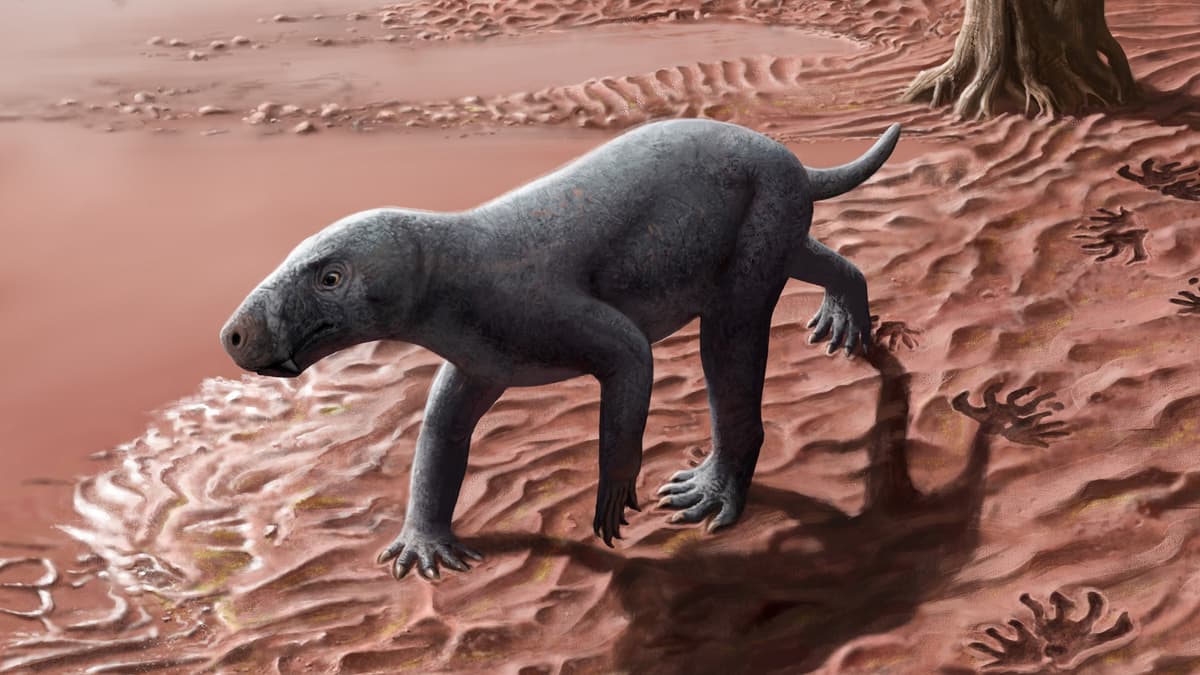 Penemuan Jejak Kaki 270 Juta Tahun Ungkap Asal Usul Cara Jalan Mamalia