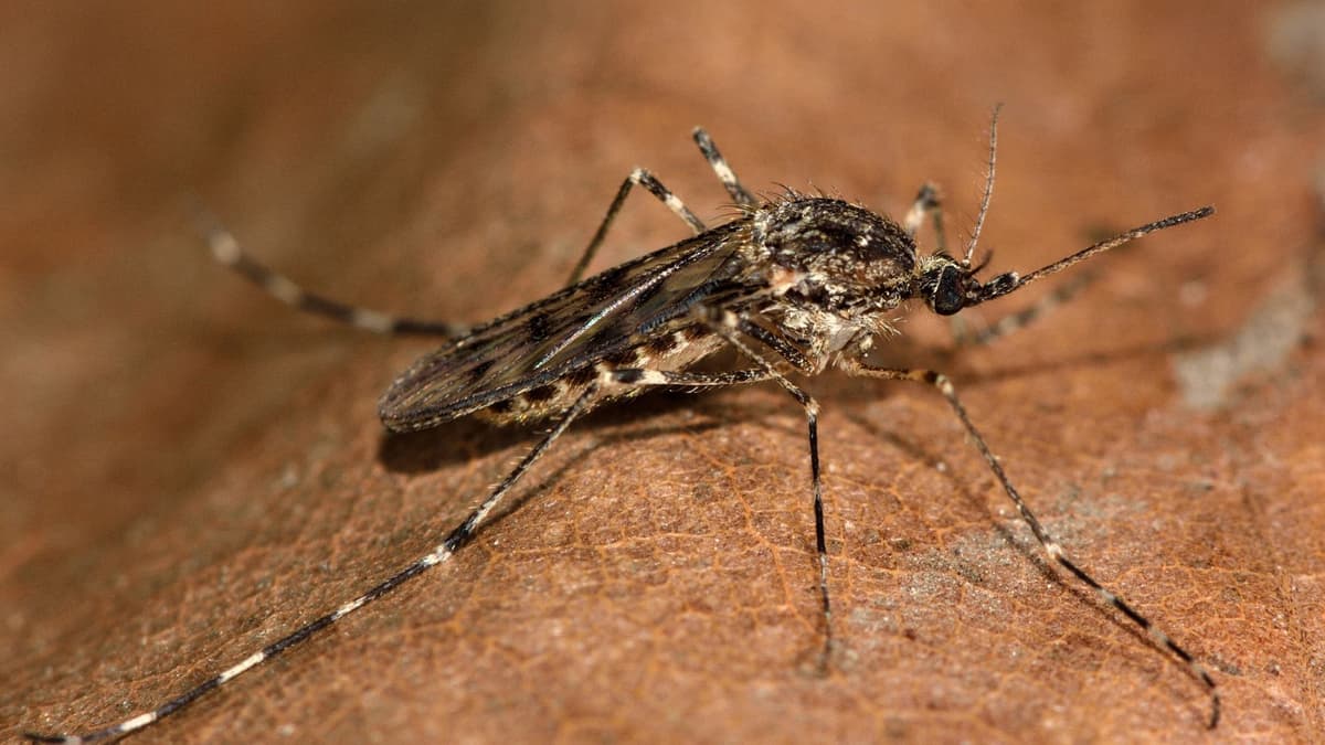 Pemanasan Global Picu Munculnya Nyamuk Pertama Kali di Islandia