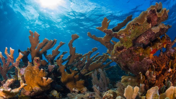 Karang Ikonik Florida Dinyatakan Punah Fungsional Setelah Gelombang Panas 2023