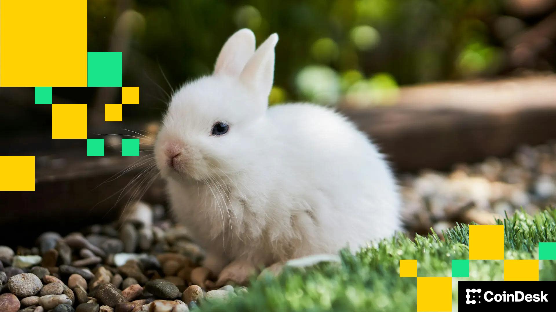 Bunni Resmi Tutup Setelah Diretas, Dana Rp120 Miliar Hilang