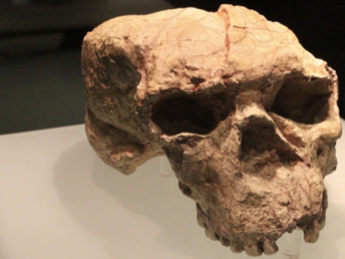 Penemuan Tengkorak Satu Juta Tahun di China Ubah Sejarah Evolusi Manusia