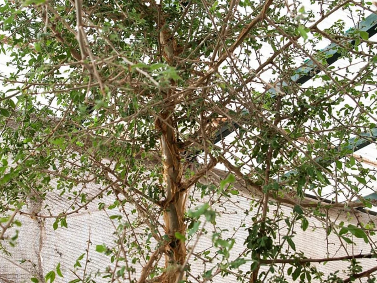 Benih Pohon Berusia 1.000 Tahun Berhasil Dihidupkan Kembali dan Diuji Obatnya