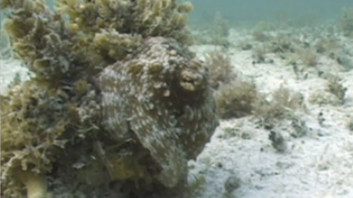 Robot Lunak OCTOID: Camuflase Dinamis dan Gerak Terpadu Berbasis CLCE