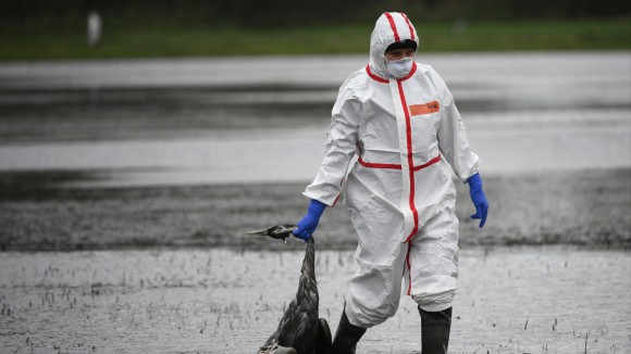 Virus Flu Burung H9N2 Makin Adaptif, Potensi Ancaman Pandemi Manusia