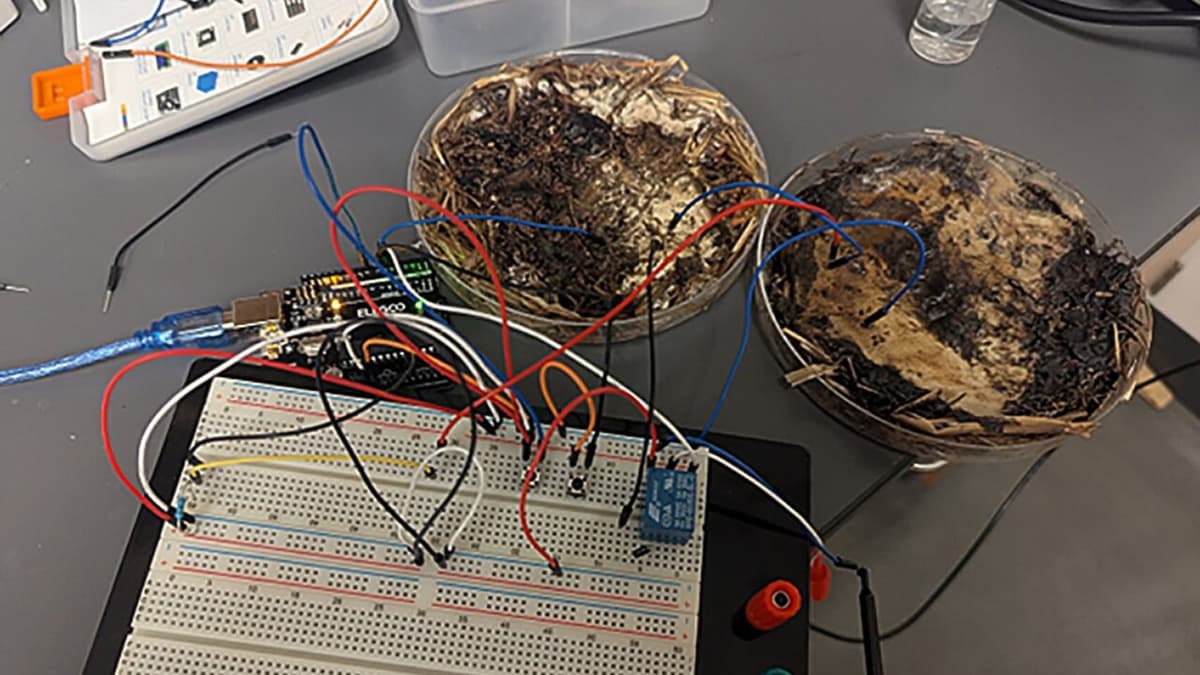 Jamur Sebagai Teknologi Komputasi Ramah Lingkungan Masa Depan