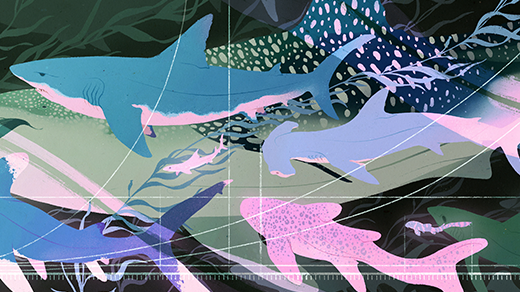 Mengungkap Rahasia Evolusi: Hiu Mengikuti Aturan Matematika Dua Pertiga