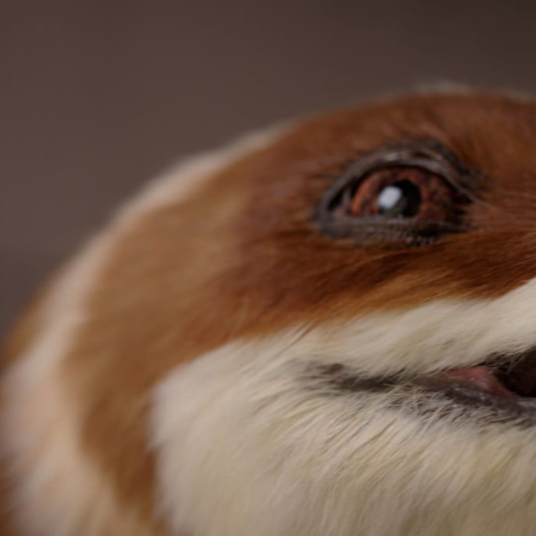 Dobot Ciptakan Robot Dinosaurus Interaktif untuk Edukasi dan Pariwisata