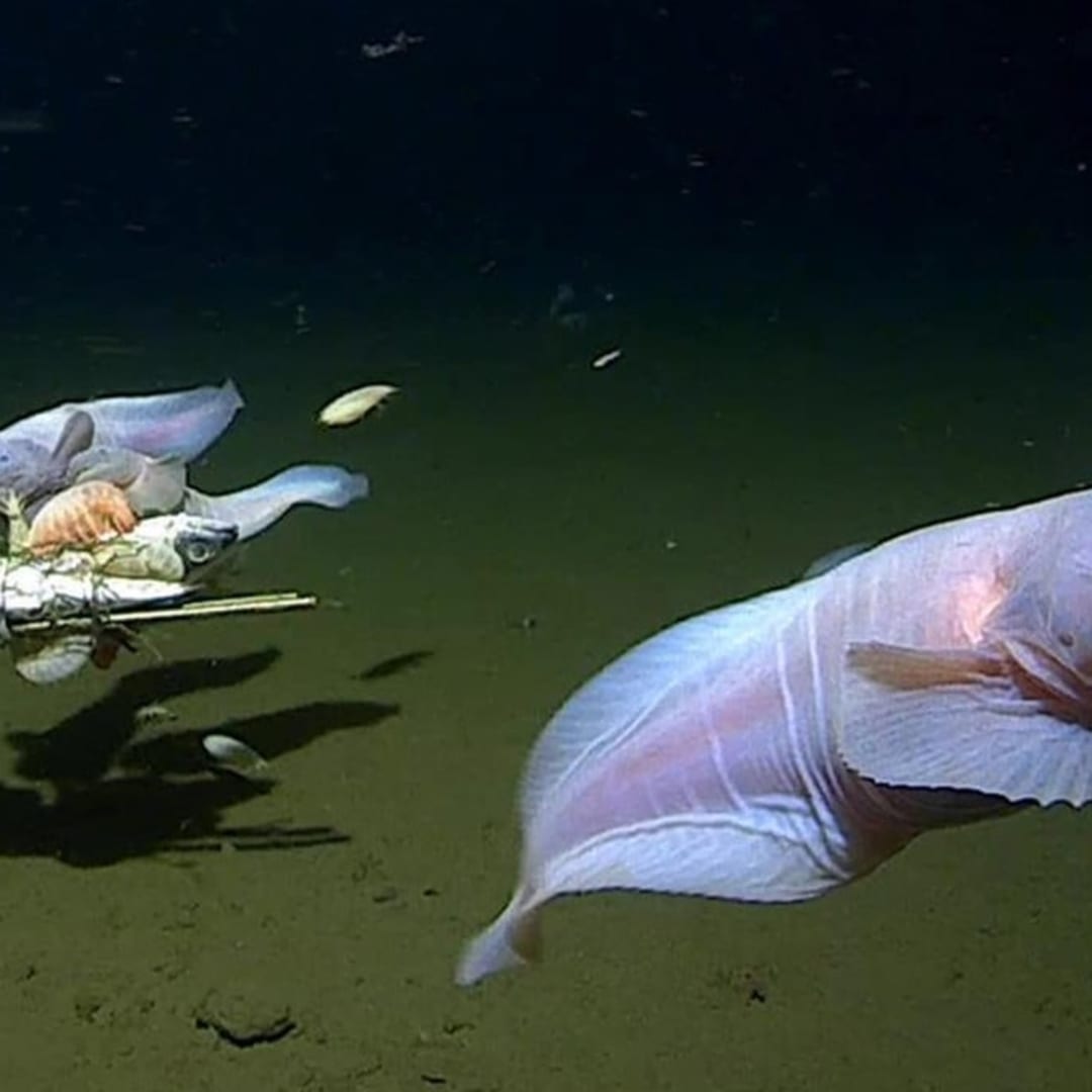 Hewan Laut Dalam di Ring of Fire Jepang Tunjukkan Adaptasi dan Pertumbuhan Cepat